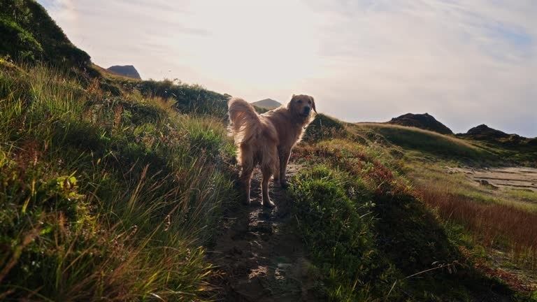 Golden retriever on a grassy coastal trail beneath rocky hills