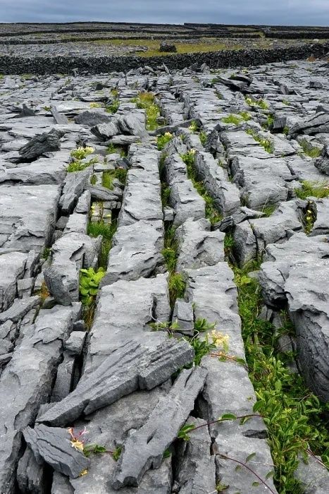 Rugged Aran Islands limestone pavement with plants in its cracks