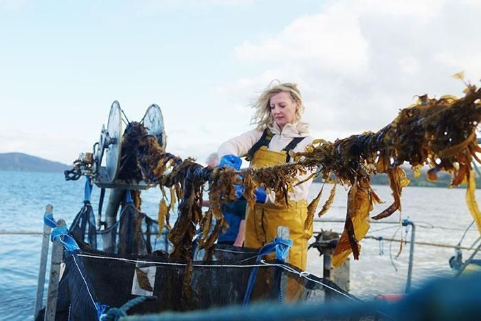 Woman harvesting seaweed from a coastal collection line